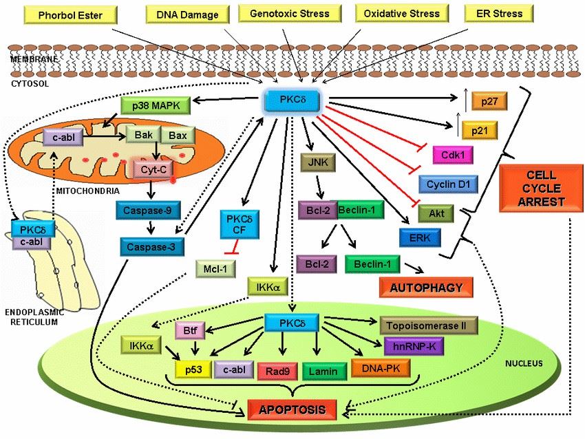 PKC as a tumor suppressor.